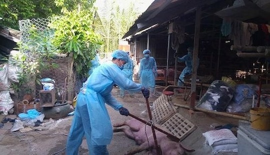 Phát hiện ổ dịch tả lợn châu Phi đầu tiên tại TP.HCM