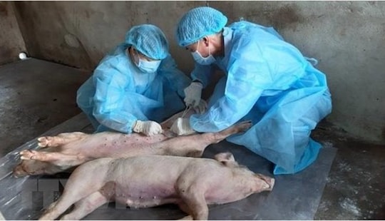 Xuất hiện ổ dịch tả lợn châu Phi ở Phú Yên