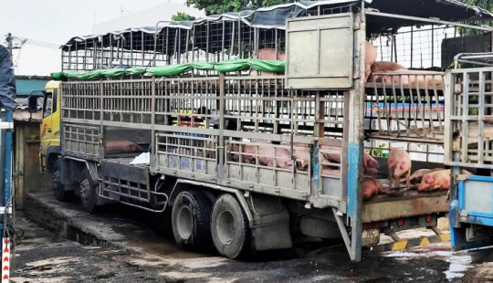 Xử phạt tài xế xe chở lợn nhiễm dịch tả châu Phi đi bán