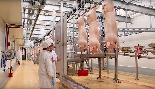 Thấy gì từ chuyến tham quan nhà máy thịt mát?