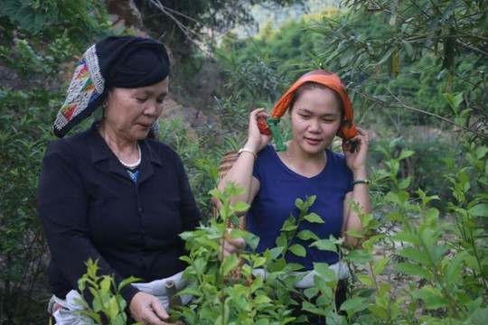 Gặp “vua biệt dược” chữa bệnh ung thư ở miền Tây Thanh Hóa: “Biệt dược” chữa ung thư phổi
