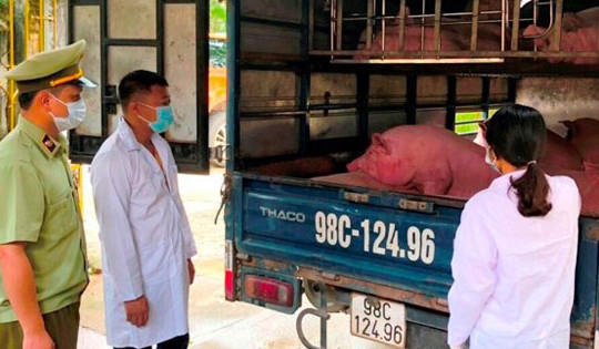 Thu giữ hàng tấn lợn thịt vận chuyển qua vùng có dịch tả lợn Châu Phi