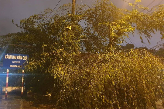 Quảng Ninh: Nước sông Ka Long dâng cao, cây cối ngổn ngang sau đêm bão số 3 đổ bộ
