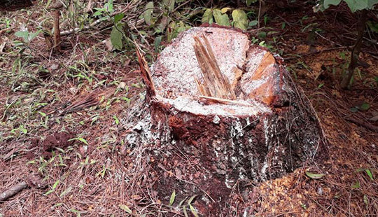 Gia Lai: Rừng thông bị xâm hại, lãnh đạo xã từ chối làm việc với phóng viên