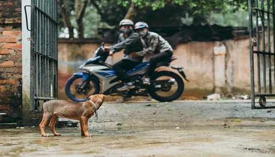 Đuổi theo hai đối tượng trộm chó, nam thanh niên bị bắn tử vong