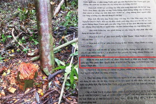 Kiên Giang: Rừng bị tàn phá, cơ quan chức năng trả lời “đá nhau”