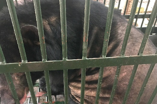 Một cơ sở nuôi gấu tại Bình Dương tự nguyện giao nộp 6 cá thể về môi trường bán hoang dã