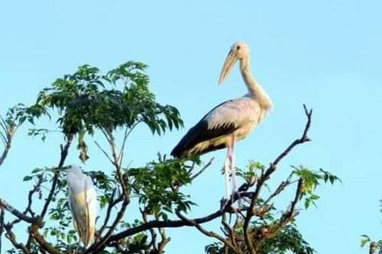 Huyền tích đảo Cò Chi Lăng Nam và… bí quyết giữ chân chim trời