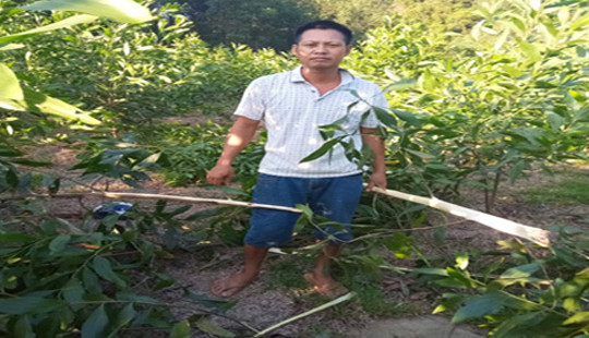 Vườn tràm 3 năm tuổi bị kẻ xấu chặt hạ