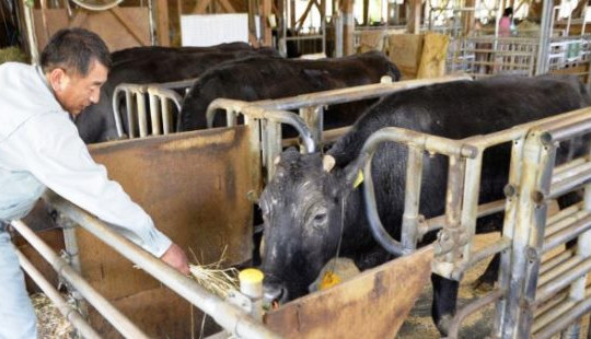 Tin vắn thế giới ngày 11/10: Con bò nhân bản vô tính đầu tiên trên thế giới qua đời