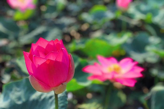 Sen nở rộ, lúa trải vàng ở "thánh địa sống ảo miền Bắc"