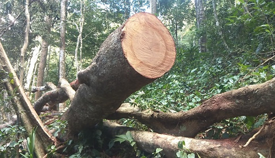 UBND tỉnh Gia Lai yêu cầu làm rõ thông tin “Rừng cổ thụ Mang Yang bị bức tử”