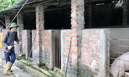 Phú Thọ: Khuyến cáo các hộ chăn nuôi thận trọng khi tái đàn lợn