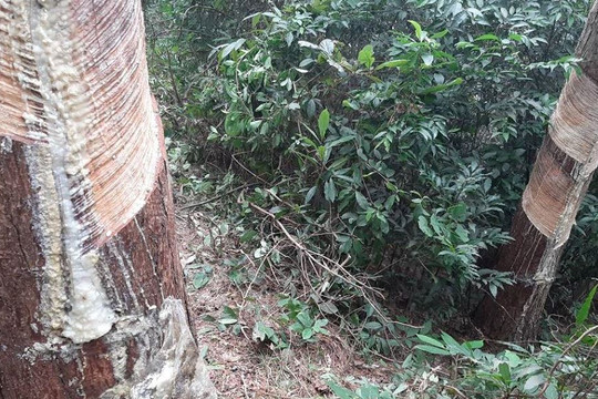 Vĩnh Phúc: “Tận diệt” rừng thông ở Vườn Quốc gia Tam Đảo