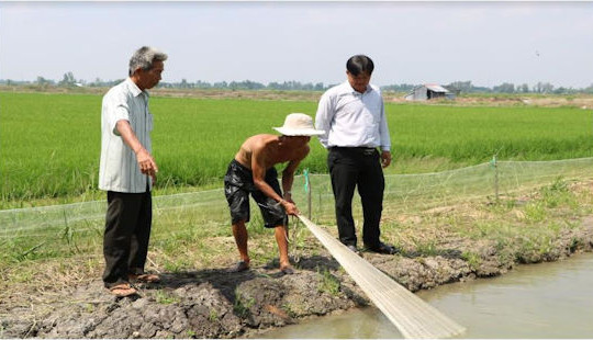 “Con tôm ôm cây lúa” mối lương duyên giúp nông dân thoát nghèo