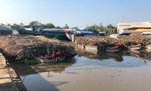 Hậu Giang: Cần hỗ trợ doanh nghiệp, giúp nông dân trồng mía thoát cảnh lao đao