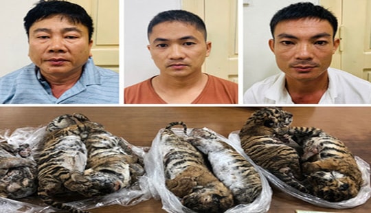 Lĩnh 6 năm tù vì buôn bán hổ xuyên quốc gia