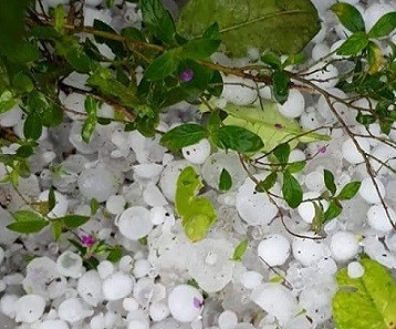 Sơn La: Mưa đá tàn phá nhiều diện tích cây trồng