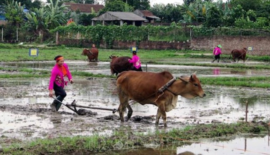 Thái Nguyên: Tưng bừng ngày hội xuống đồng và Lễ hội lồng tồng của dân tộc Tày