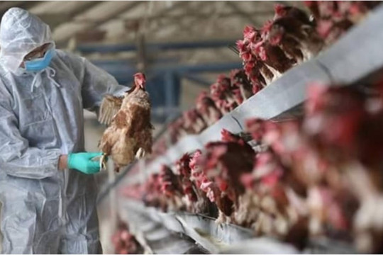 Thủ tướng Chính phủ: Chủ động phòng, chống dịch cúm A H5N1