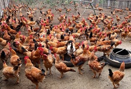 Dịch cúm gia cầm A/H5N6 xuất hiện ở Thanh Hóa
