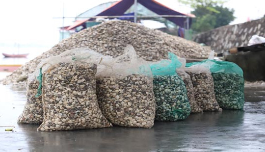 Hàng chục tấn ngao nuôi của người dân chết trắng bờ