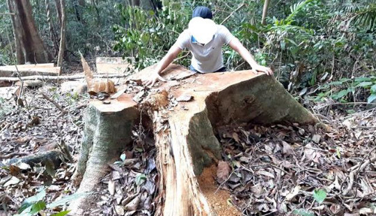 Tỉnh Gia Lai chỉ đạo khẩn vụ phá rừng ở huyện Kông Chro