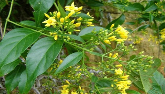 Buồn chuyện gia đình, một phụ nữ ăn lá ngón tự tử
