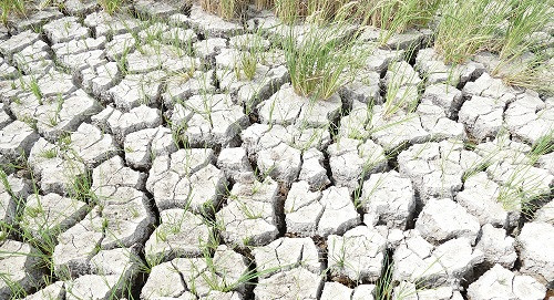 Nỗi đau của người dân miền Tây trong mùa hạn mặn