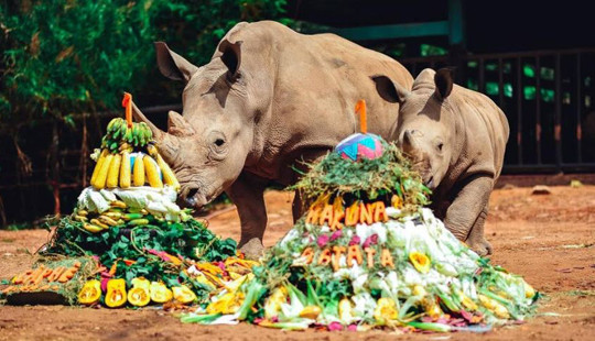 Vinpearl Safari chào đón tê giác thứ 3 chào đời