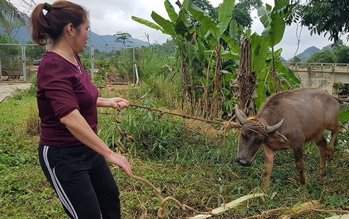 Làm rõ thông tin trâu, bò dự án hỗ trợ sinh kế bị đẩy giá, chết yểu