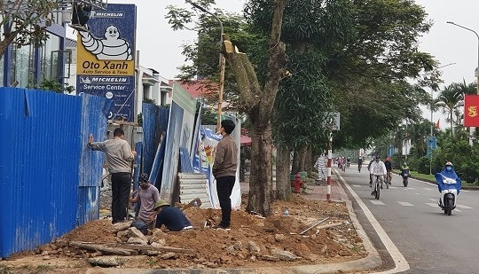 Hải Phòng: Hàng loạt cây phượng ngang nhiên bị chặt hạ