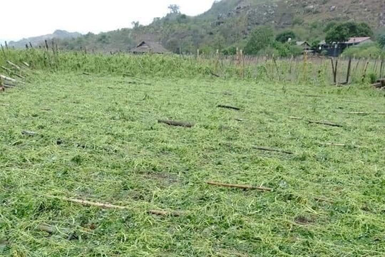 Sơn La: 257 nhà bị đổ và tốc mái do mưa đá, gió giật mạnh