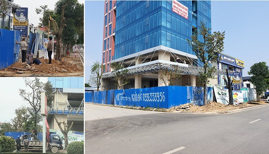Vụ nhiều cây xanh bị chặt hạ ở Hải Phòng: Cơ quan chức năng xử lý có hời hợt?