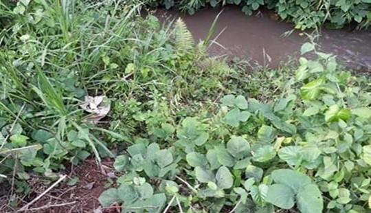 Phát hiện thi thể người phụ nữ bên bờ suối