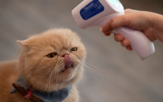 Tin vắn thế giới ngày 15/5: Cảnh báo nguy cơ lây nhiễm SARS-CoV-2 giữa mèo với mèo