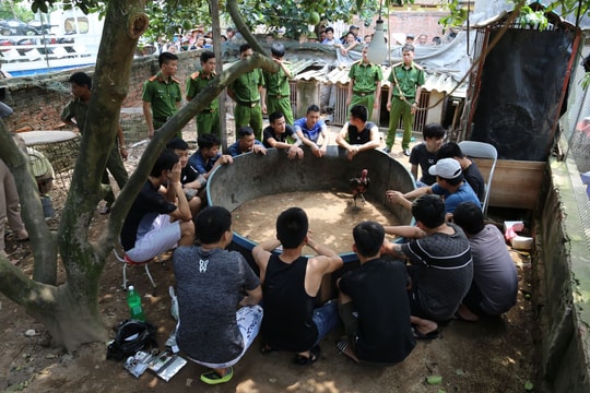 Bắt 15 đối tượng chơi đá gà, thu giữ hơn 50 triệu đồng