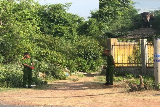 Một nài voi bị voi nhà quật tử vong