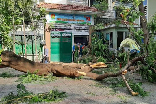 TP. HCM: Cây phượng bật gốc, đè lên nhiều học sinh