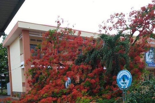 Thêm một cây phượng trong sân trường bật gốc sau mưa lớn