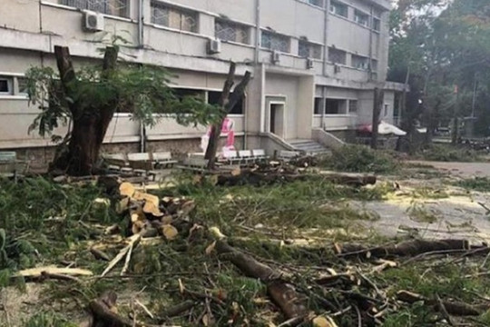 Chặt cây phượng và nỗi sợ trách nhiệm