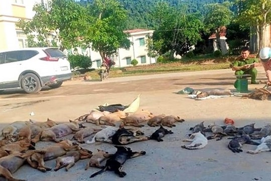 Từ Hải Dương vào Thanh Hóa trộm chó, mèo