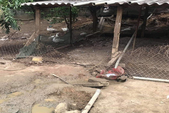 Trâu “điên”  lao vào vườn nhà dân, húc chết một phụ nữ