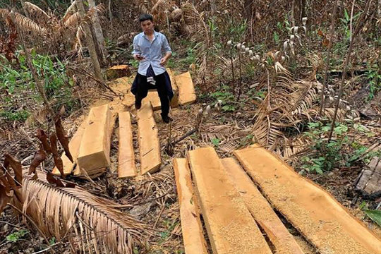 Rừng ở Ban Quản lý rừng phòng hộ Đăk Đoa liên tiếp bị xâm hại
