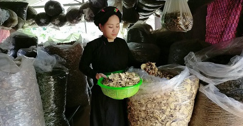 Lương y Nguyễn Thị Huyền: Dùng thuốc nam trị bệnh cho người Việt