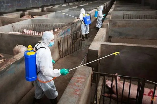 Chủng cúm lợn mới phát hiện ở Trung Quốc có nguy cơ gây đại dịch