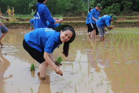 Sinh viên Học viện Tòa án tham gia cấy lúa cho bà con nông dân ở Hòa Bình