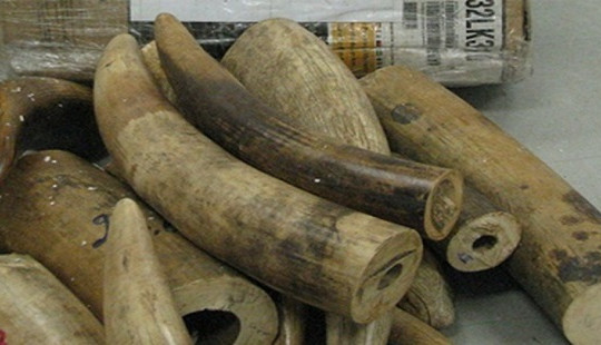 Nhóm bị cáo lĩnh án 32 năm tù vì buôn bán hơn 200 kg ngà voi