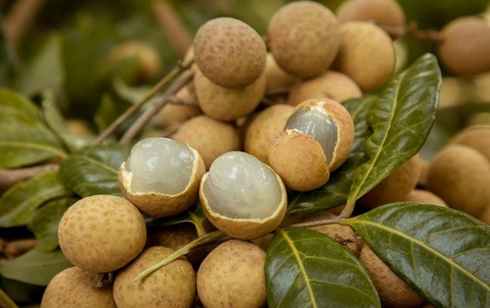 Bạn hàng Trung Quốc bất ngờ ngừng mua long nhãn Hưng Yên