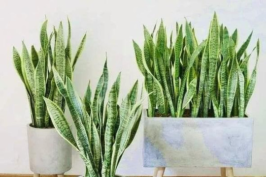Cấm kỵ phong thủy: Không nên đặt “cây lưỡi hổ” bừa bãi, đặt đúng vị trí sẽ giúp bảo vệ ngôi nhà và phát tài